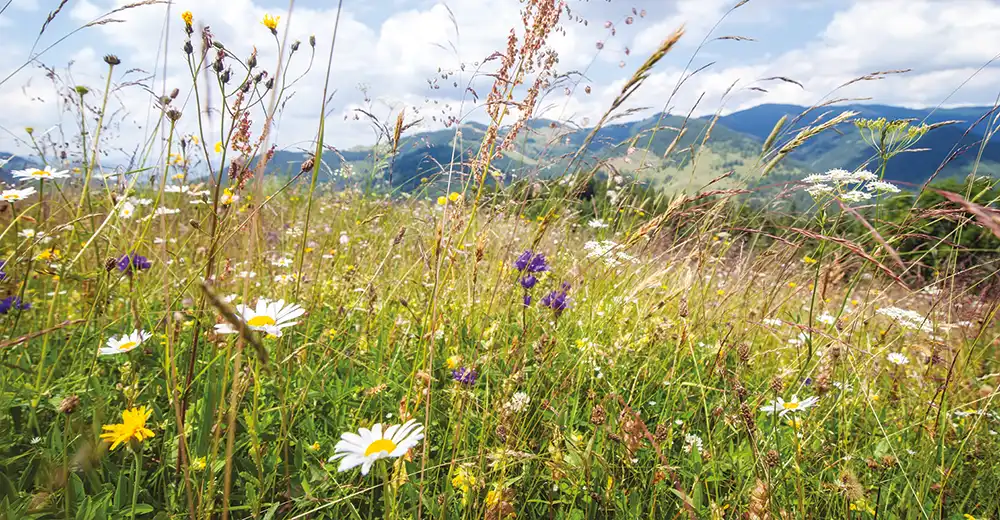 Allergies and allergic reactions | Parkside Private Suite